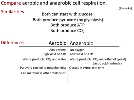 Does aerobic or anaerobic respiration produce a larger amount of energy?